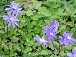 Purple blue flowers like daisies over soft green foliage